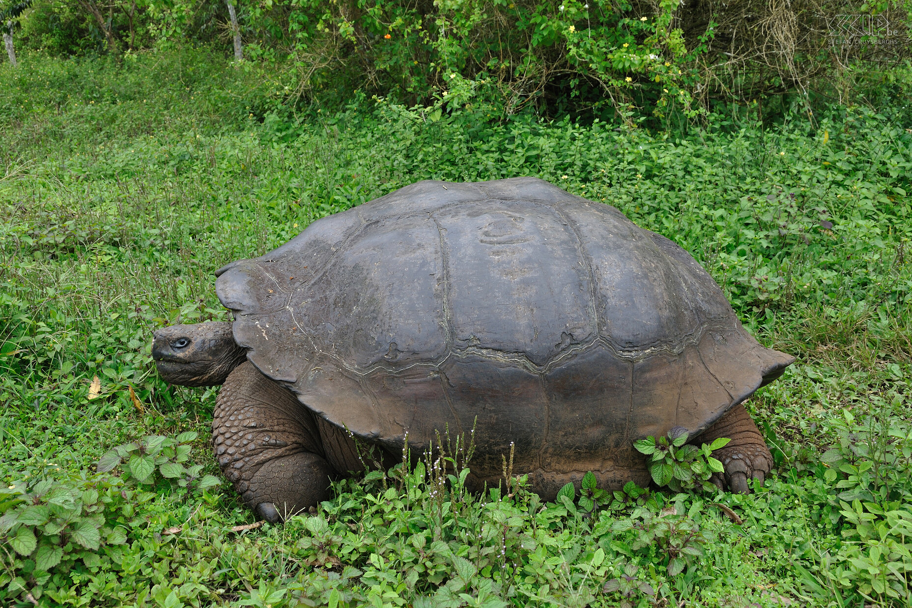 Galapagos - Santa Cruz - Tortoise In the highlands of Santa Cruz a lot of big land tortoises still live in the wild. Stefan Cruysberghs